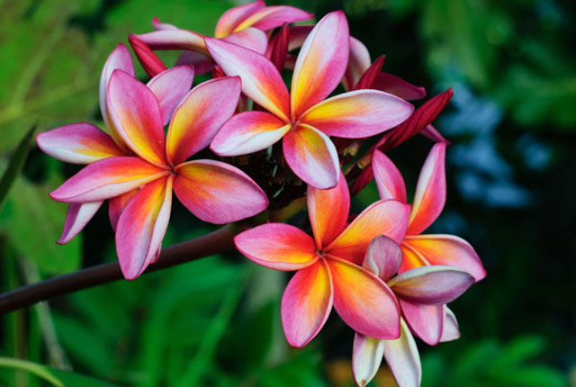 Top 10 loài hoa có mùi thơm nhất thế giới