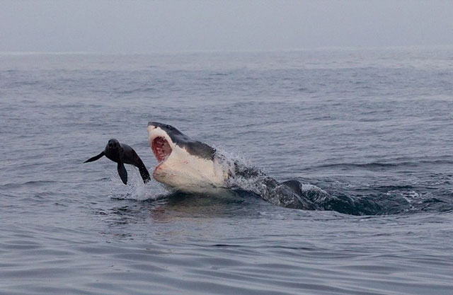 Thót tim hải cẩu thoát chết ngoạn mục khỏi hàm cá mập