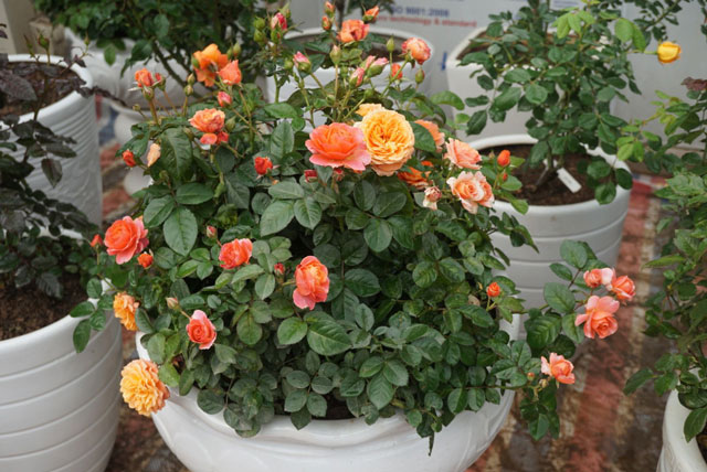 Phương pháp trồng và chăm sóc hoa hồng tại nhà cho nhiều hoa
