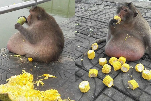 Chú khỉ tham ăn béo phì khó tưởng tượng