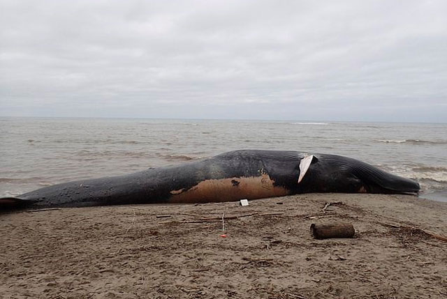 Cá voi dài 24m chết thảm, dạt vào bờ biển ở Mỹ
