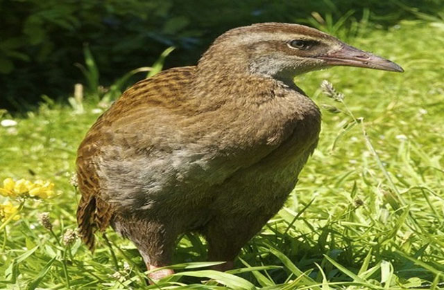 10 loài chim "có cánh không biết bay" trong tự nhiên