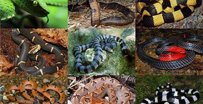 Những loài rắn độc nhất Việt Nam: Cách đơn giản để nhận biết