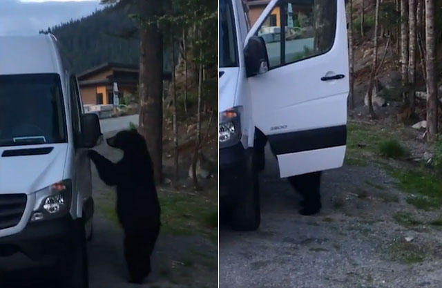 Clip: Gấu đen biết mở cửa xe Mercedes như người gây hoang mang
