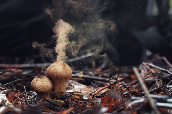 Ngỡ ngàng loại nấm có khả năng tạo mưa thần kỳ
