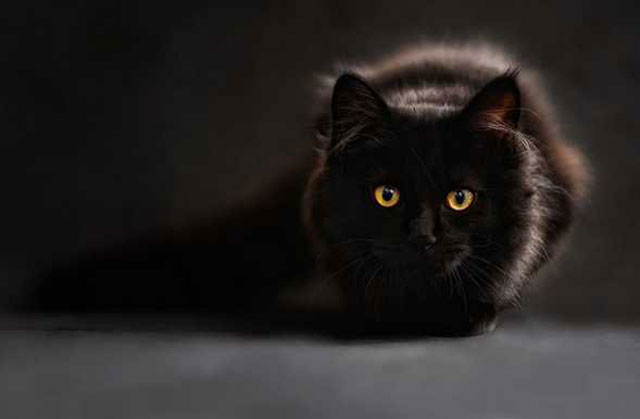 Vì sao mèo đen bị xem như điềm xui?