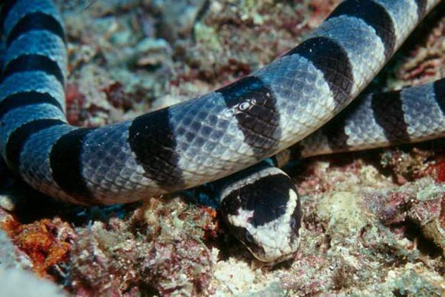 Tìm hiểu về loài rắn độc nhất thế giới