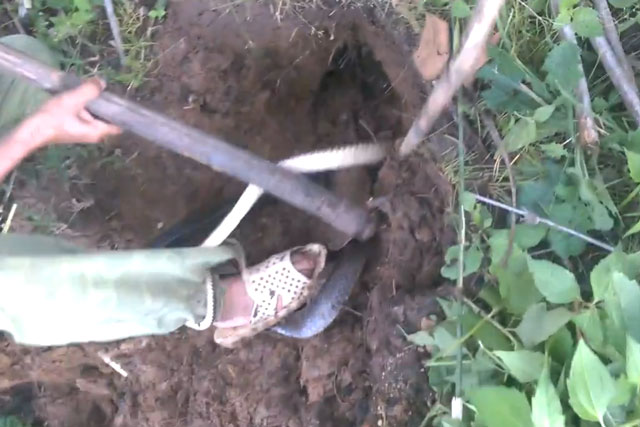 Clip: Đào hang bắt rắn hổ trâu ở Đăk Lăk