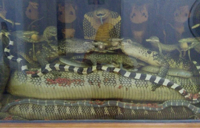 “Vua  rắn độc” kinh ngạc trước mãng xà 45kg ở Hà Nội