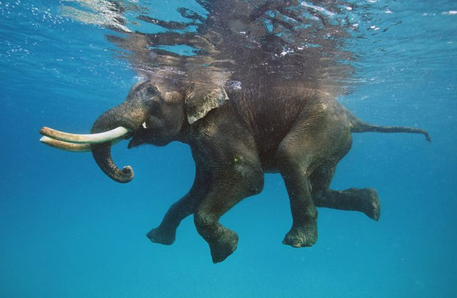 Hải quân cứu sống voi bị sóng cuốn trôi
