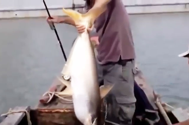 Clip: Cần thủ câu được cá tra “khủng” trên sông Đồng Nai