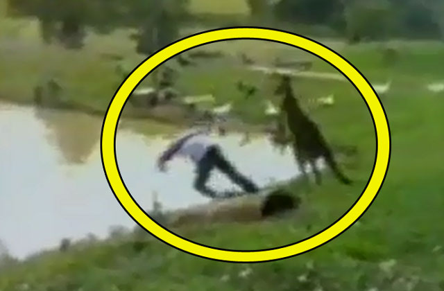 Clip: Thanh niên bị kangaroo đá “lộn cổ” xuống hồ