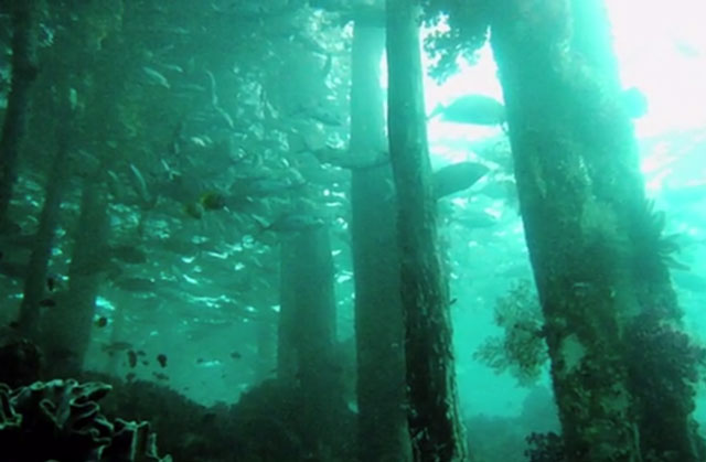 Phát hiện rừng bách 50.000 năm tuổi dưới đáy biển