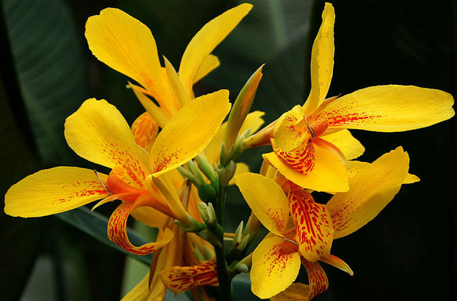 “Tận mục” loài hoa đẹp thứ 3 thế giới