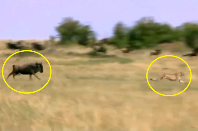 Clip: Linh dương đầu bò tấn công báo săn, cứu con thoát chết ngoạn mục