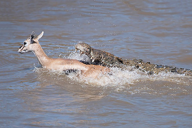 Clip: Cận cảnh cá sấu truy sát linh dương Impala
