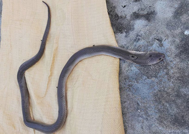 Bắt rắn hổ mang làm thịt, 1 người ở Quảng Nam bị cắn tử vong