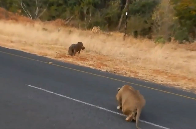 Clip: Lợn rừng chết thảm trước sư tử vì không tin bạn