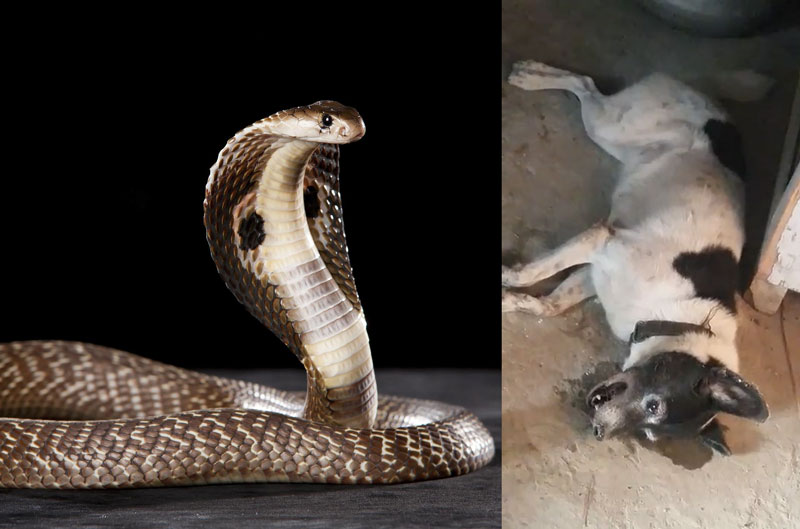 Clip: Chó chết thảm vì bảo vệ chủ nhân trước rắn hổ mang