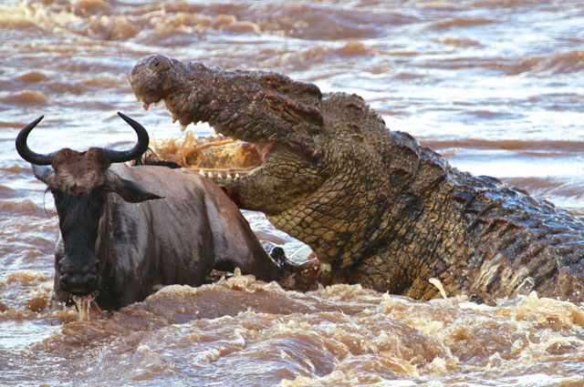 Clip: Bầy cá sấu “tàn sát” linh dương đầu bò