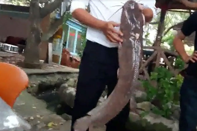 Clip: Câu được cá trê “khủng” trên sông Sài Gòn