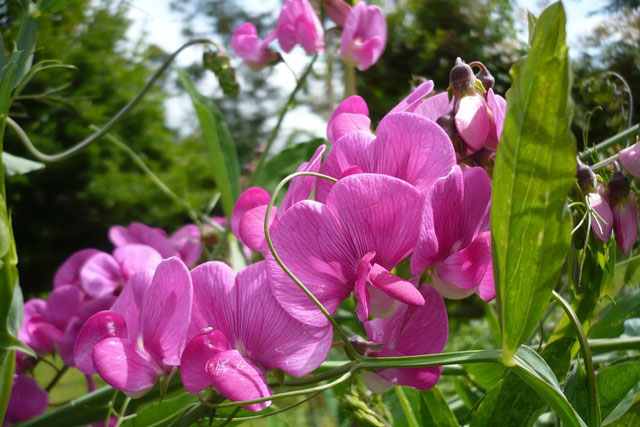 Vẻ đẹp của loài hoa có mùi thơm bậc nhất thế giới