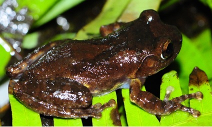 Phát hiện loài ếch cây mới tại Sa Pa