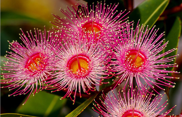 Vẻ đẹp của loài hoa được dùng làm thuốc trị bách bệnh