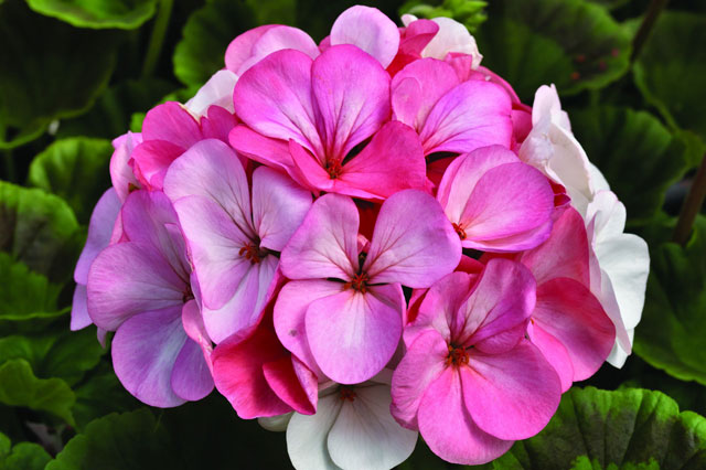Quỳ thiên trúc - loài hoa đẹp được dùng để bào chế thuốc