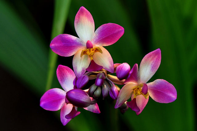 Lan chu đình - loài hoa đẹp được dùng làm thuốc