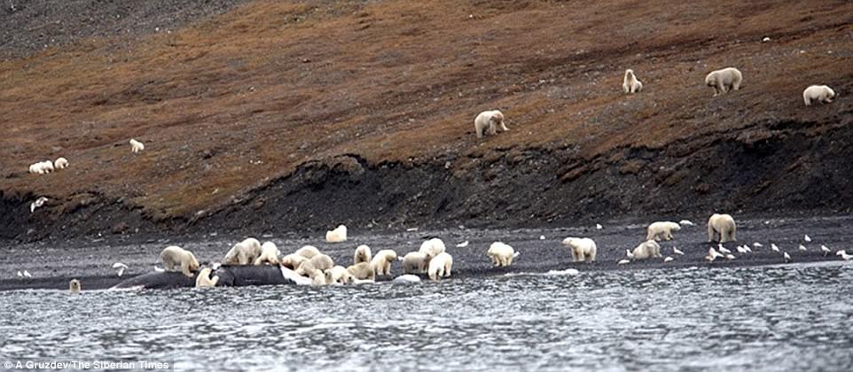 Hàng trăm gấu bắc cực cùng đổ xô đi xẻ thịt cá voi