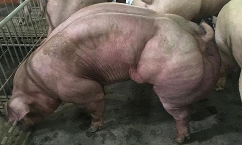 Lợn cơ bắp cuồn cuộn do biến đổi gene ở Campuchia