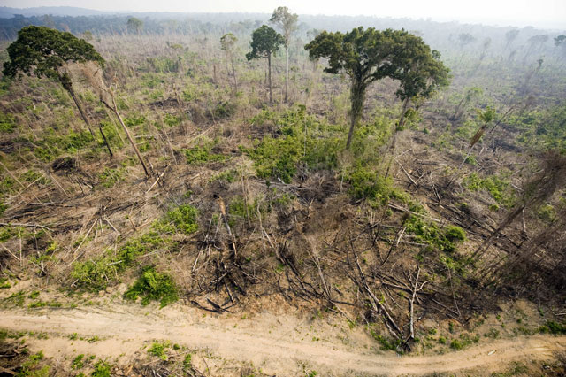 Bị tàn phá, rừng nhiệt đới bắt đầu thải carbon nhiều hơn hấp thụ