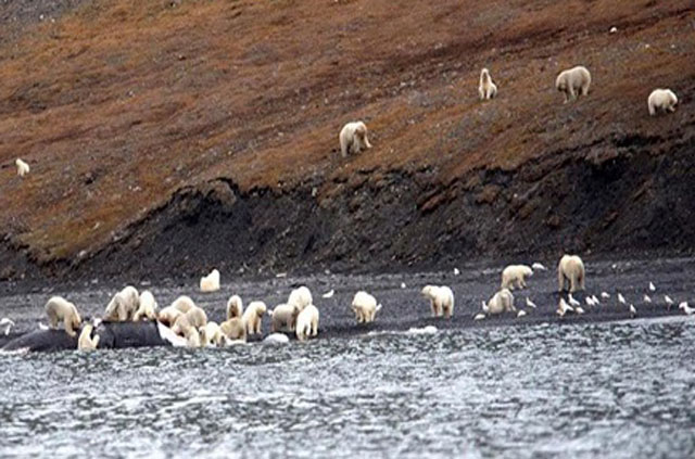 Hàng trăm gấu Bắc Cực xúm vào xé xác cá voi mắc cạn
