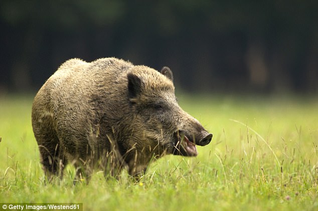Lợn rừng bị bắn chết vì nhiễm phóng xạ quá mạnh