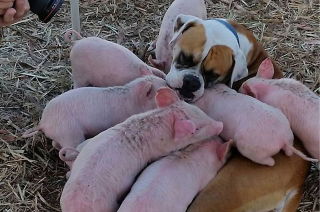 Chó mẹ cho đàn lợn 8 con bú sữa
