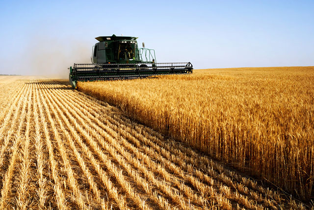 Top 10 quốc gia sản xuất lúa mì lớn nhất thế giới