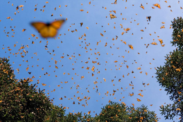 Chuyên gia bối rối với bầy bướm dài 112km