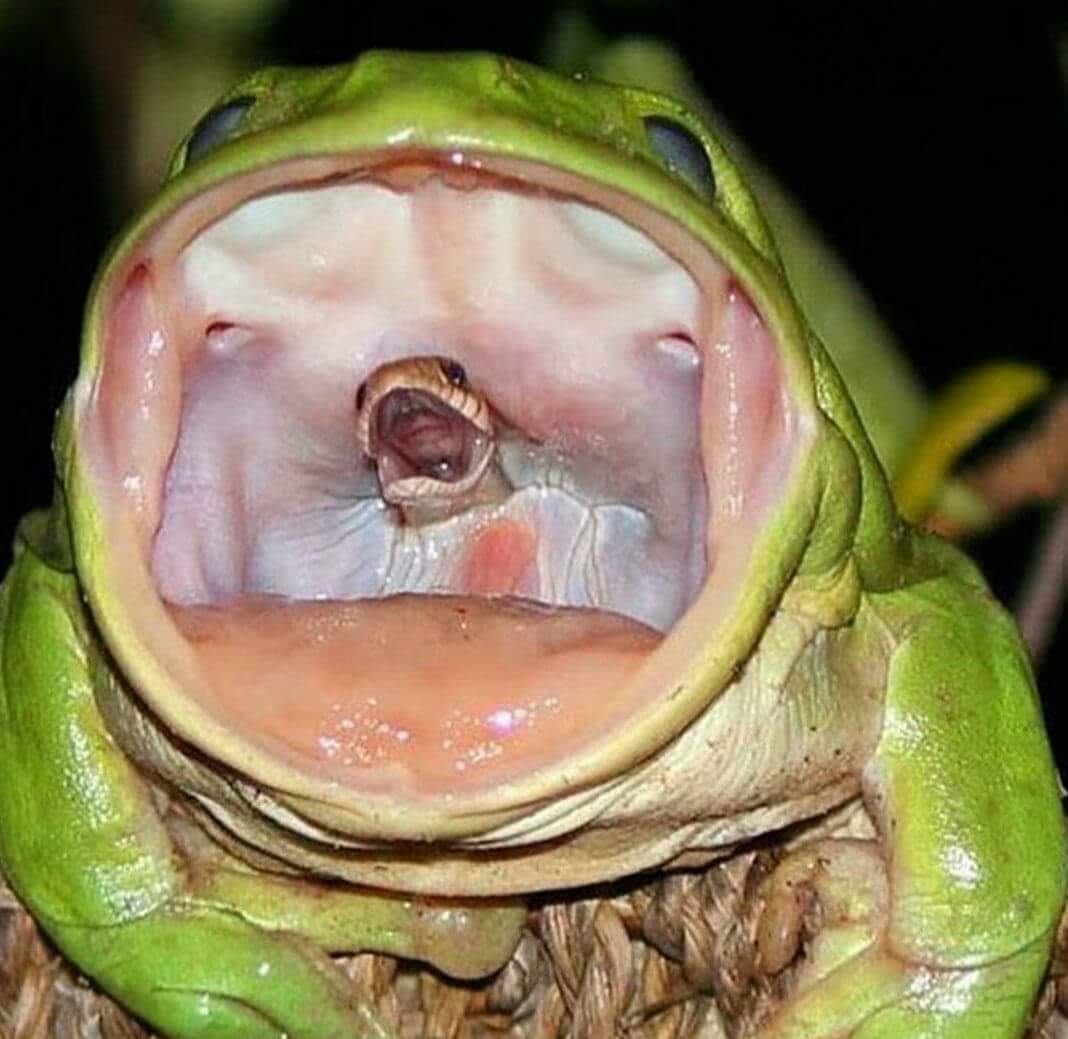 Rắn kịch độc “gào khóc” trong miệng ếch xanh gây tranh cãi