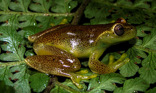 Phát hiện loài ếch mới ở biên giới Venezuela và Colombia