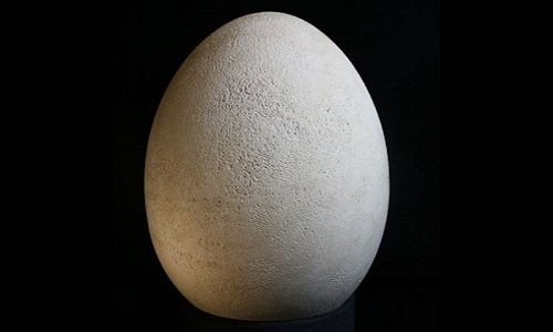 Quả trứng còn nguyên vẹn của loài chim nặng nửa tấn