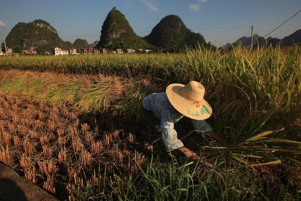 Biến đổi khí hậu đang dần khiến lúa gạo mất đi dưỡng chất