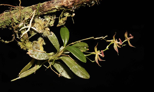 Phát hiện giống lan mới trong rừng rậm Peru