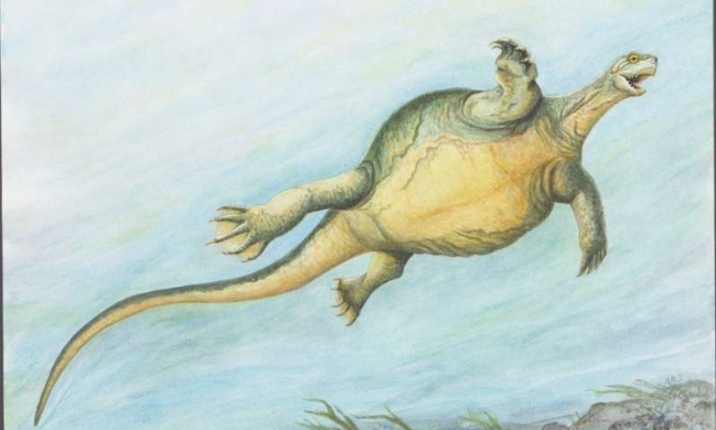 Phát hiện hóa thạch tổ tiên của loài rùa