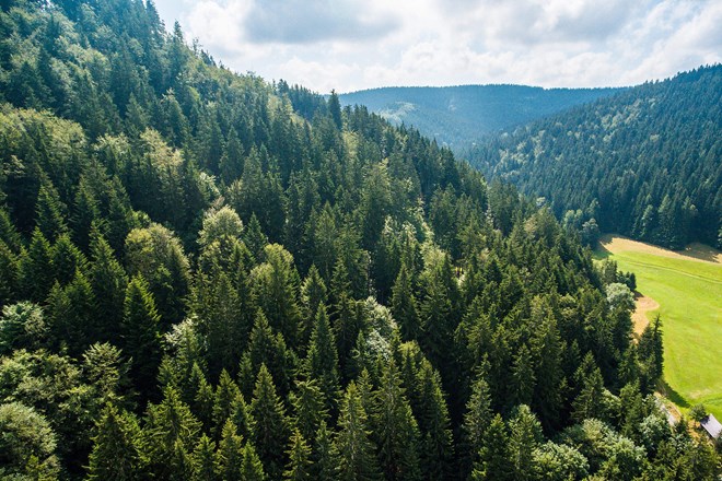 Nghiên cứu mới: Đa dạng hóa cây rừng làm tăng hấp thụ CO2