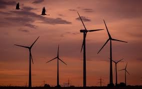 Ảnh hưởng của điện gió đối với môi trường bị xem nhẹ
