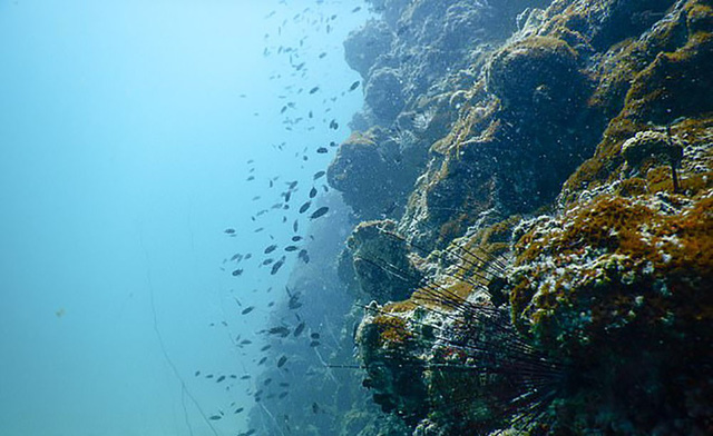 Phát hiện vi khuẩn dưới đáy biển Thái Bình Dương có thể là “cứu tinh” của thế giới