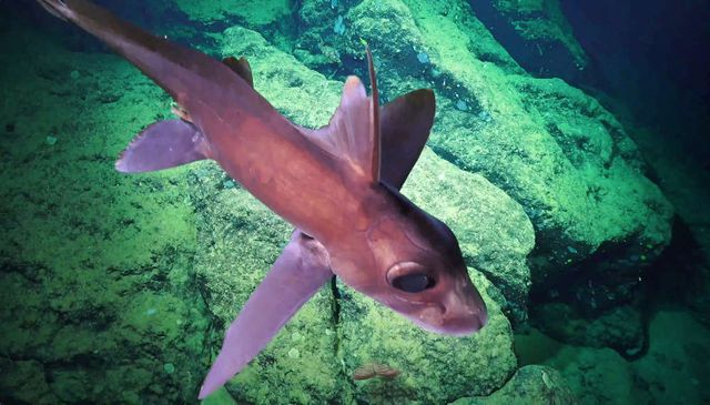 Hàng loạt loài mới được tìm thấy ở khu vực biển sâu ở Costa Rica