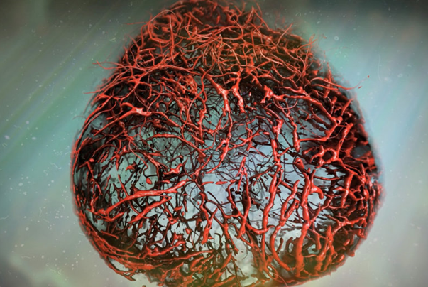 Lần đầu tiên nuôi thành công mạch máu của người từ tế bào gốc