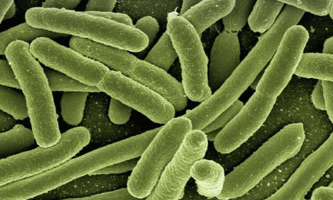 Thụy Điển lần đầu tiên thu được điện từ vi khuẩn
